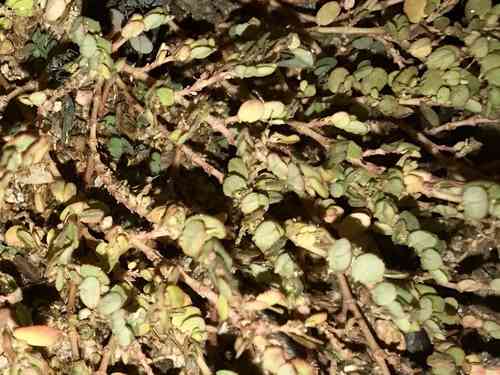 Prostrate sandmat(Euphorbia prostrata)