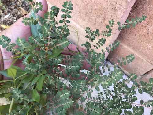 Prostrate sandmat(Euphorbia prostrata)