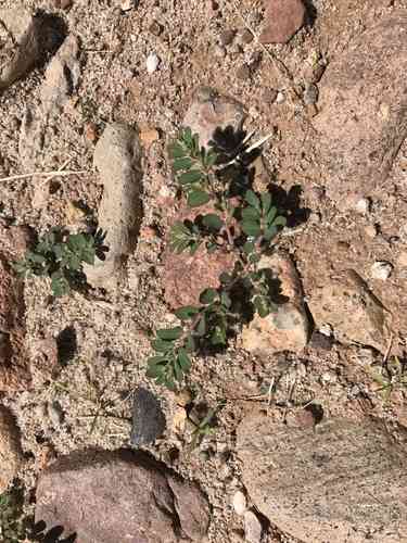 Prostrate sandmat(Euphorbia prostrata)