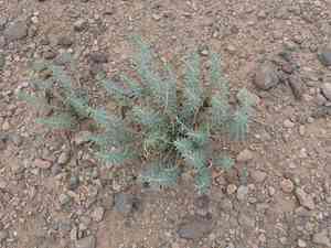 Upright myrtle spurge(Euphorbia rigida)