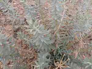 Upright myrtle spurge(Euphorbia rigida)