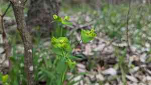Roemer's spurge(Euphorbia roemeriana)