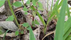 Roemer's spurge(Euphorbia roemeriana)