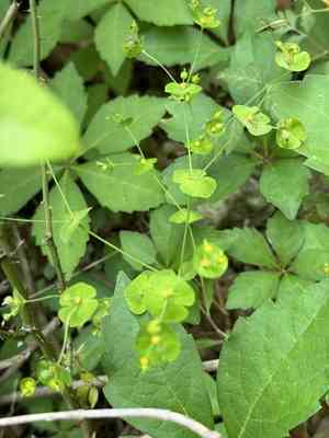 Roemer's spurge(Euphorbia roemeriana)
