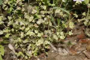 Roemer's spurge(Euphorbia roemeriana)