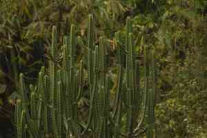 Sullu spurge(Euphorbia royleana)