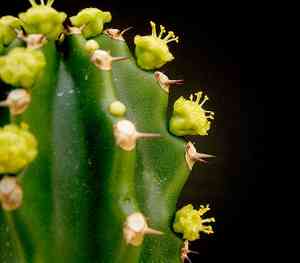 Sullu spurge(Euphorbia royleana)