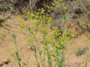 Steppe spurge(Euphorbia seguieriana)