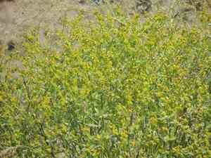 Steppe spurge(Euphorbia seguieriana)