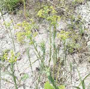 Steppe spurge(Euphorbia seguieriana)