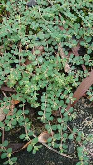 Matted Sandmat(Euphorbia serpens)