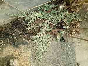 Matted Sandmat(Euphorbia serpens)