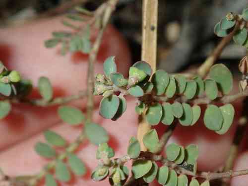Matted Sandmat(Euphorbia serpens)