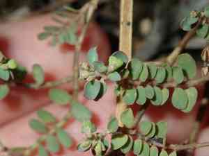 Matted Sandmat(Euphorbia serpens)