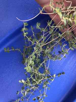 Matted Sandmat(Euphorbia serpens)