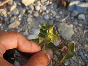 Serrate spurge(Euphorbia serrata)