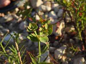 Serrate spurge(Euphorbia serrata)