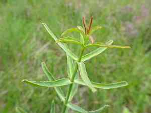 Serrate spurge(Euphorbia serrata)