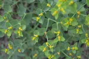 Serrate spurge(Euphorbia serrata)
