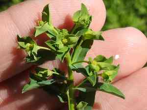Warty spurge(Euphorbia spathulata)