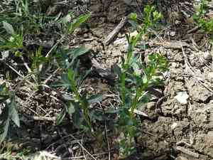 Warty spurge(Euphorbia spathulata)
