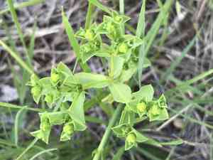 Warty spurge(Euphorbia spathulata)