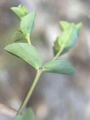 Warty spurge(Euphorbia spathulata)