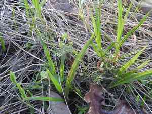 Weak spurge(Euphorbia tetrapora)
