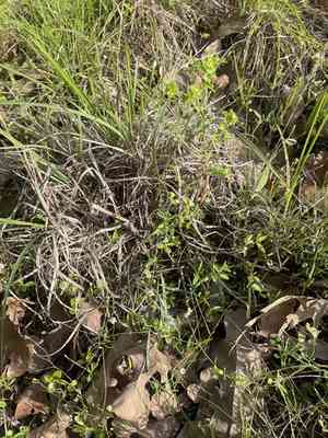 Weak spurge(Euphorbia tetrapora)