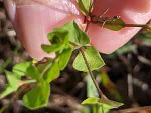 Weak spurge(Euphorbia tetrapora)