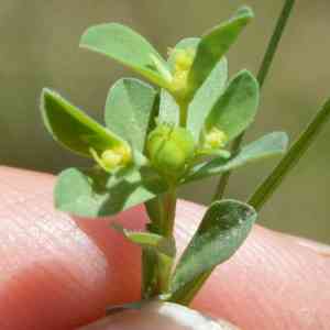 Texas spurge(Euphorbia texana)