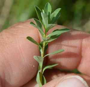 Texas spurge(Euphorbia texana)