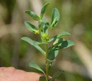 Texas spurge(Euphorbia texana)