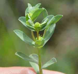 Texas spurge(Euphorbia texana)