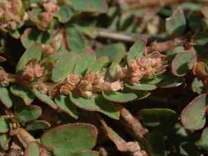 Gulf sandmat(Euphorbia thymifolia)