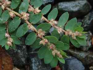 Gulf sandmat(Euphorbia thymifolia)