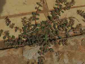 Gulf sandmat(Euphorbia thymifolia)
