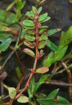 Gulf sandmat(Euphorbia thymifolia)