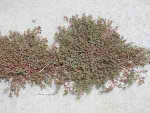 Worm seeded spurge(Euphorbia vermiculata)