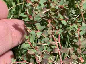 Worm seeded spurge(Euphorbia vermiculata)
