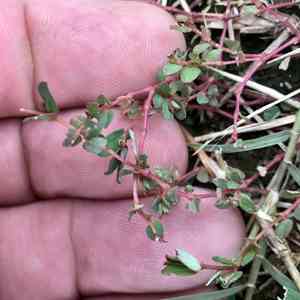 Worm seeded spurge(Euphorbia vermiculata)