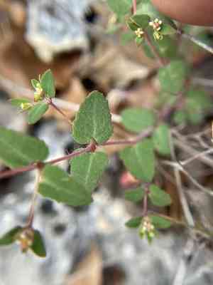 Hairy sandmat(Euphorbia villifera)