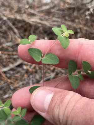 Hairy sandmat(Euphorbia villifera)