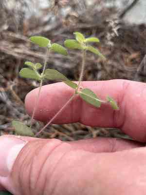 Hairy sandmat(Euphorbia villifera)