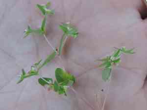 Hairy sandmat(Euphorbia villifera)