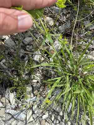 Spurges (Euphorbia)(Euphorbia)