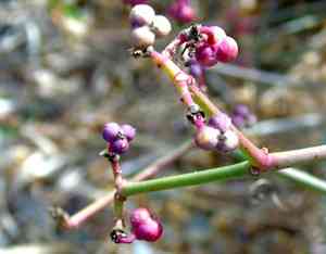 Spurges (Euphorbia)(Euphorbia)