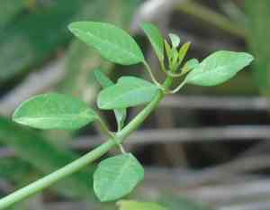 Spurges (Euphorbia)(Euphorbia)