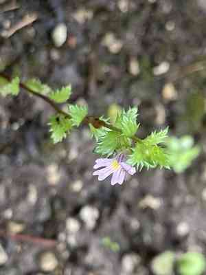 Drug eyebright(Euphrasia stricta)