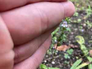 Drug eyebright(Euphrasia stricta)